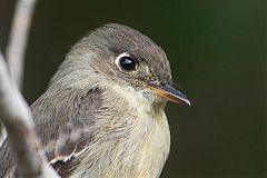 Cuban Pewee