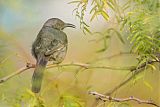 Curve-billed Thrasherborder=