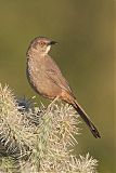 Curve-billed Thrasher