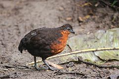 Dark-backed Wood-Quail