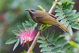 Dark-brown Honeyeaterborder=