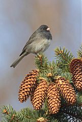 Dark-eyed Junco