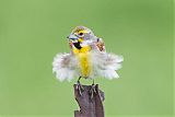 Dickcissel