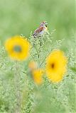 Dickcisselborder=