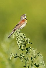 Dickcissel