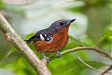 Dot-winged Antwren