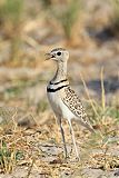 Double-banded Courser