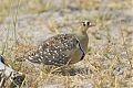 Double-banded Sandgrouse