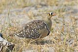 Double-banded Sandgrouse