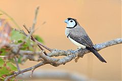 Double-barred Finch