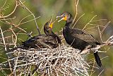 Double-crested Cormorantborder=