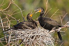 Double-crested Cormorant