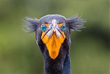 Double-crested Cormorantborder=