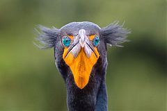 Double-crested Cormorant