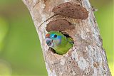 Double-eyed Fig-Parrot