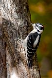 Downy Woodpecker