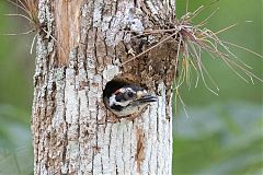 Downy Woodpecker