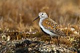 Dunlin