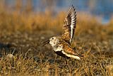 Dunlin