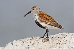 Dunlin