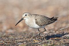 Dunlin