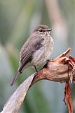 African Dusky Flycatcher