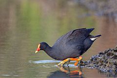 Dusky Moorhen