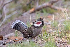 Dusky Grouse