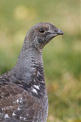 Dusky Grouse