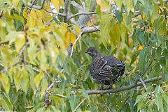 Dusky Grouse