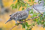 Dusky Grouse