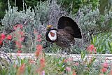 Dusky Grouseborder=