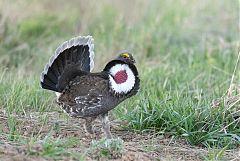 Dusky Grouse
