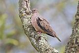 Eared Dove