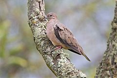 Eared Dove