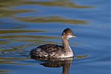 Eared Grebe