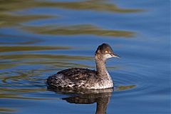 Eared Grebe