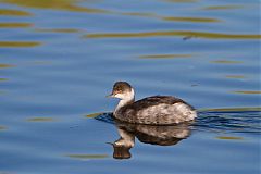 Eared Grebe