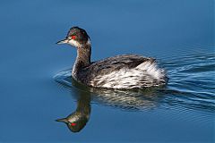 Eared Grebe