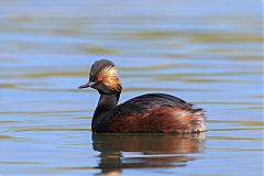 Eared Grebe