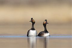 Eared Grebe