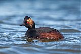 Eared Grebe