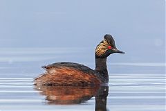 Eared Grebe