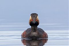 Eared Grebe