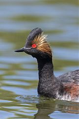 Eared Grebe