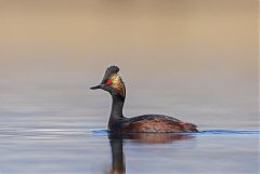 Eared Grebe