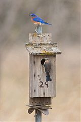 Eastern Bluebird