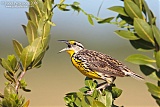 Eastern Meadowlark