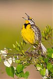 Eastern Meadowlarkborder=