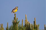 Eastern Meadowlarkborder=